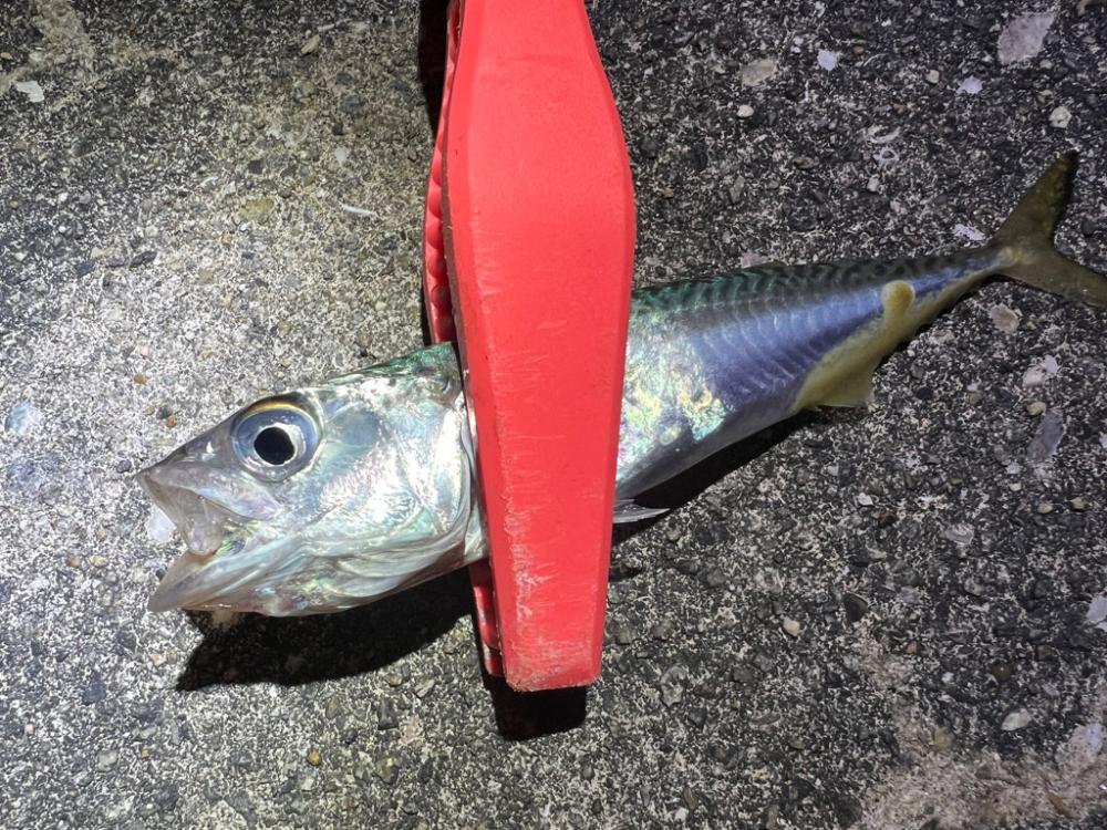 鯵を探して三千里 Vol.76