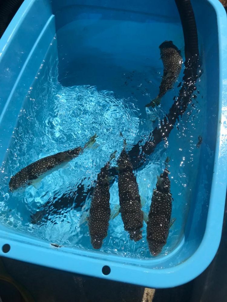 淡路室津カットウ釣り大会