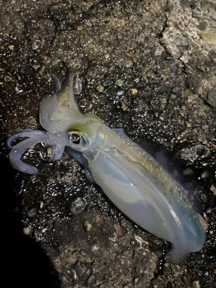 濁りひどいし 渋かった