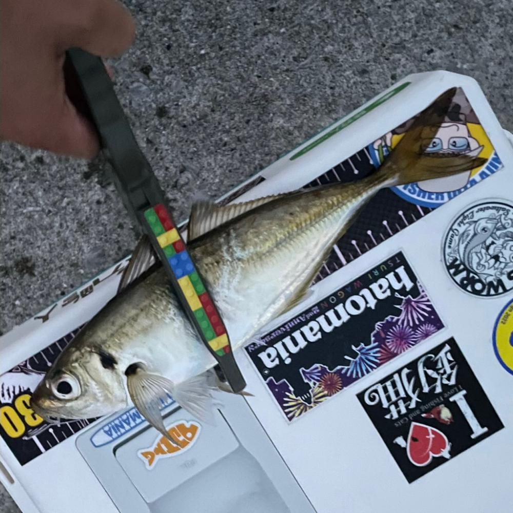 いつもの堤防先端へ