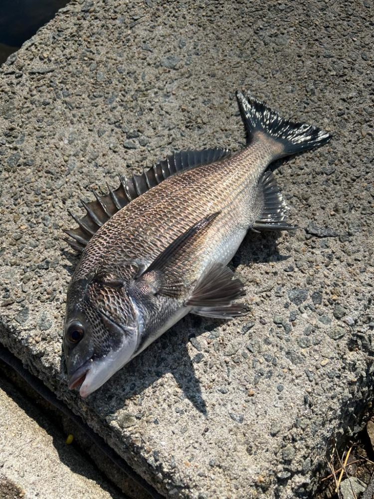 そろそろフカセ釣り始動