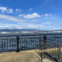 久々の青物でした!