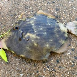 癒しのカワハギゲームにゃ！