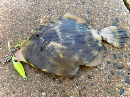 癒しのカワハギゲームにゃ！