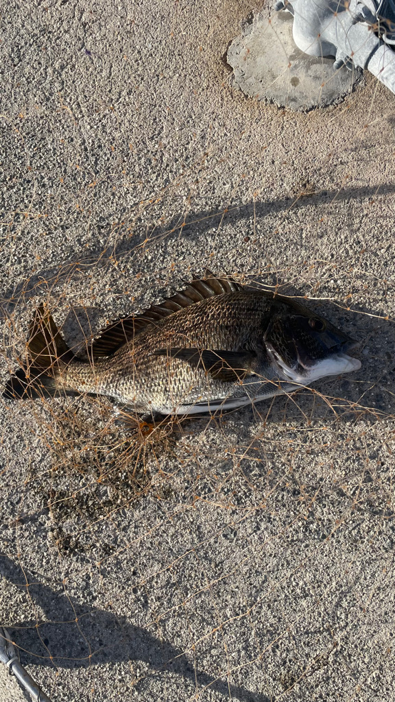 餌取りがイヤで 落とし込み