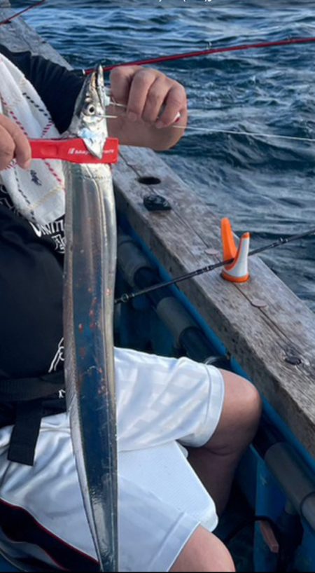太刀魚わいてますが・・・。