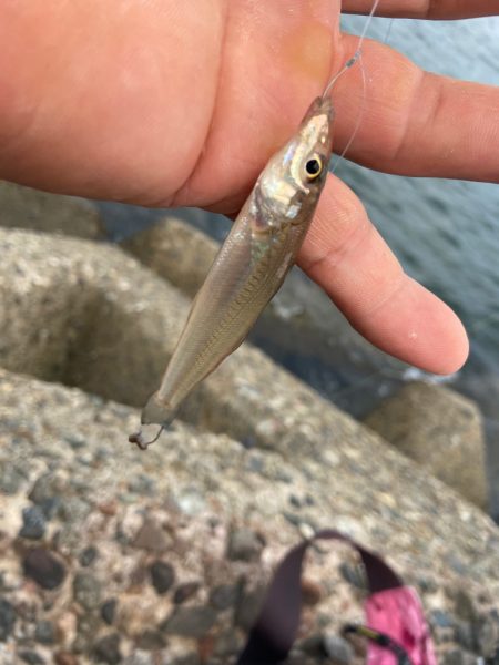 ちょい投げシロギスタの憂鬱