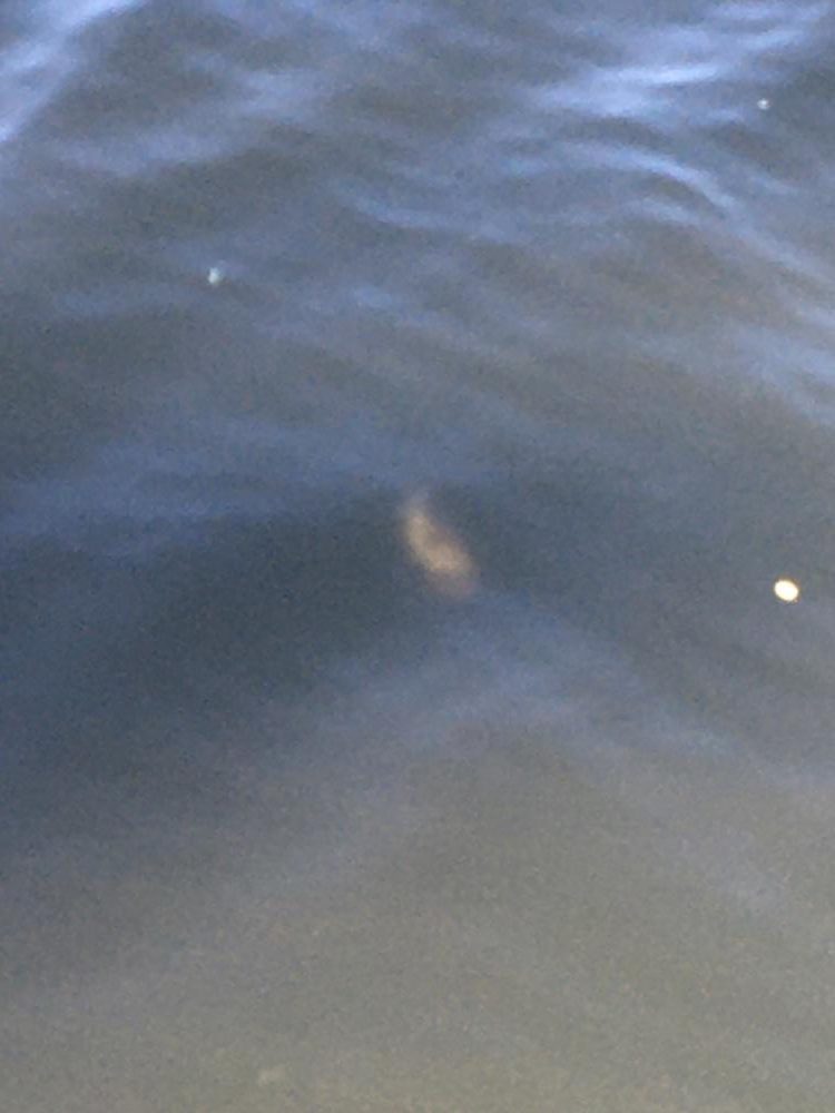 【タコフィネス】アコウ2 ＋ ガシラ0 ＋ タコ2