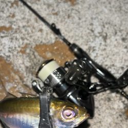 またまたライトゲーム五目達成!