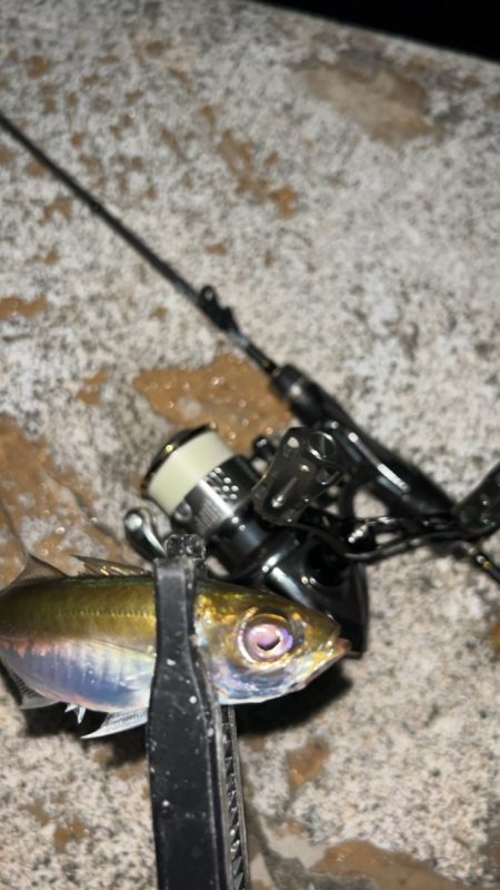 またまたライトゲーム五目達成!