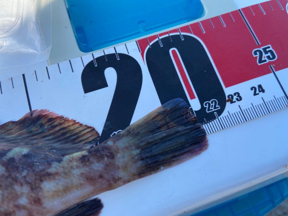 ちょい投げシロギスタのガッシーチャレンジ