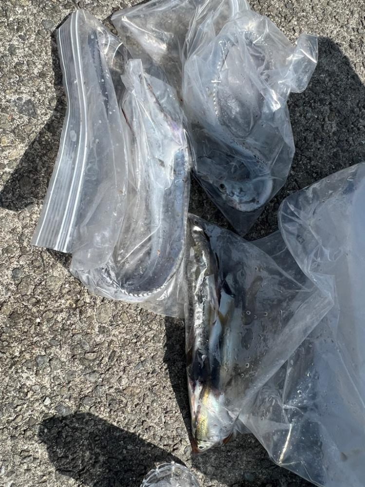 太刀魚・青物渋い