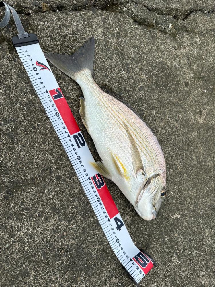 フラットフィッシュ狙いで