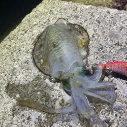 メジカ、アオリイカGET！！