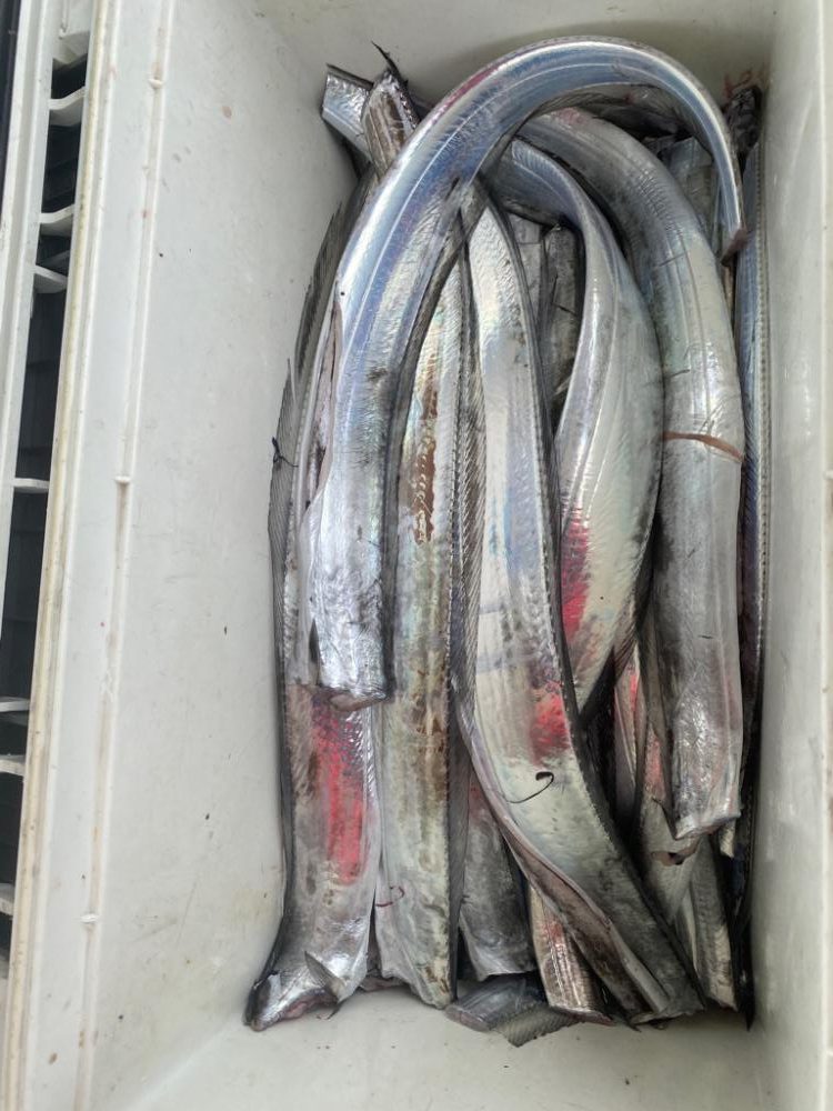 太刀魚釣り　純栄丸