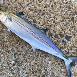 マキマキ20gがベストマッチにゃ！