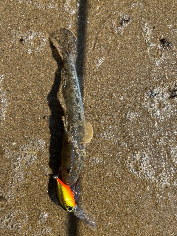 やっぱりハゼクラ！