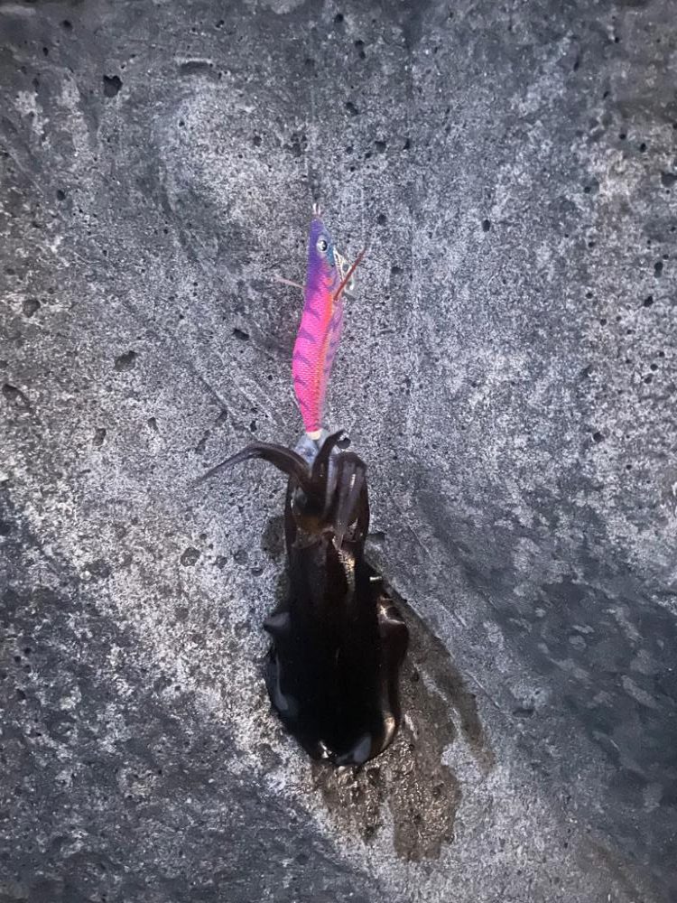 タチウオ不発からの秋エギング開幕〜