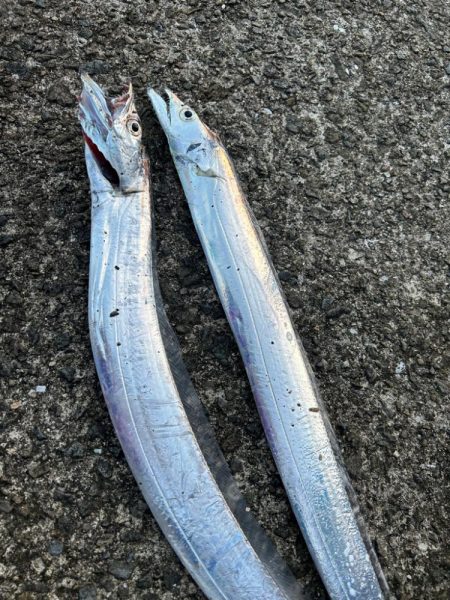 太刀魚渋いイカは小さい…