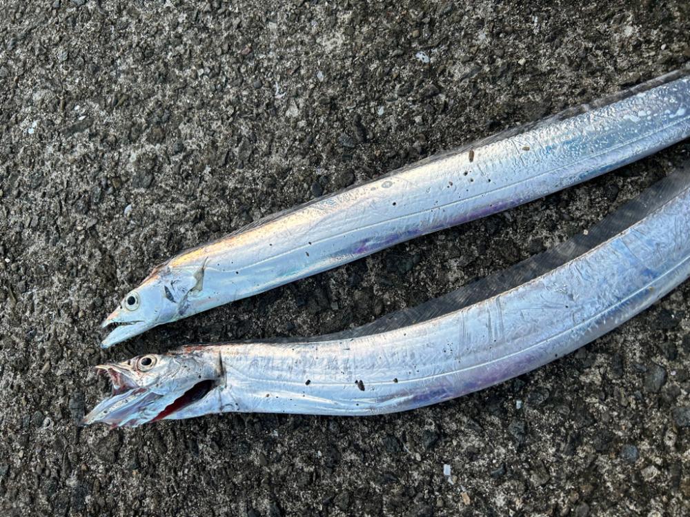 太刀魚渋いイカは小さい…