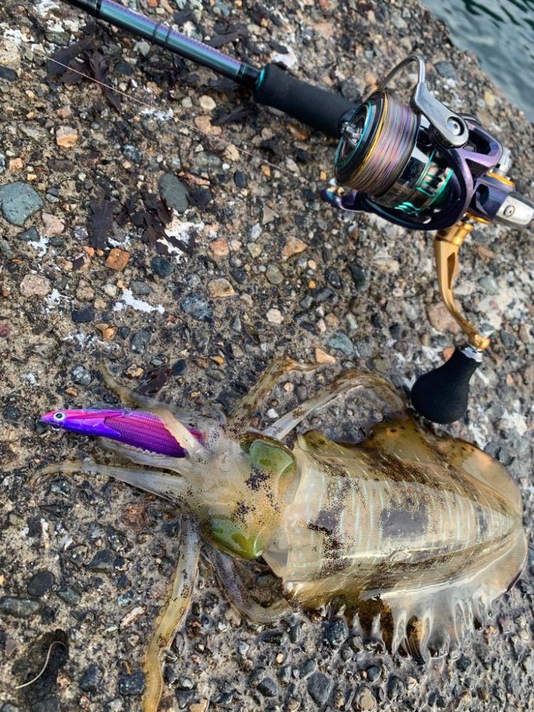 自己記録更新のエギングナイト&デイゲーム