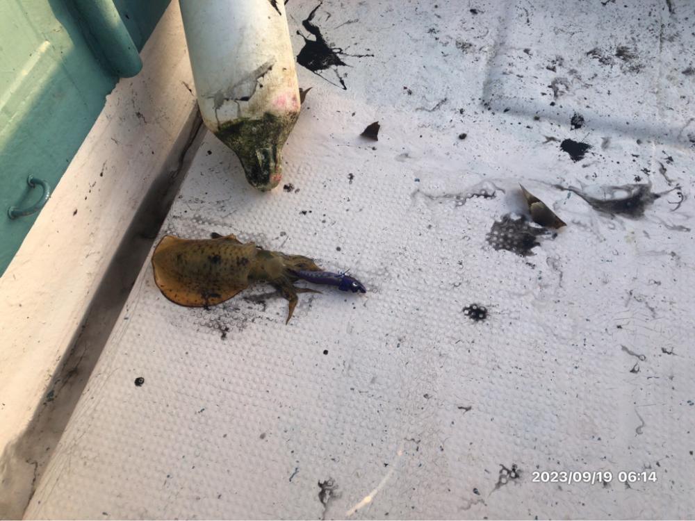 9/19 橘湾ティップラン 伊島沖ジギング