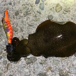 ケンサキ&コロッケ