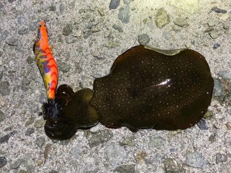 ケンサキ&コロッケ