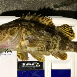 カサゴがこのサイズやったら良かったのに〜