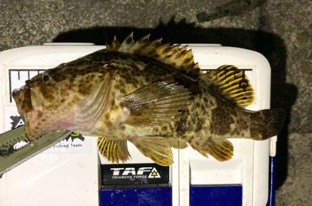 カサゴがこのサイズやったら良かったのに〜