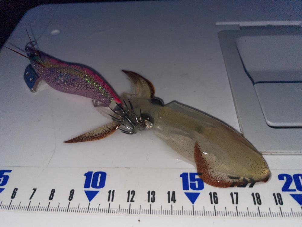 マゴチ、イカ、アジングリレー