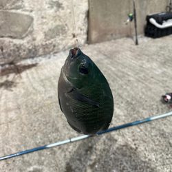 南紀白浜フカセ