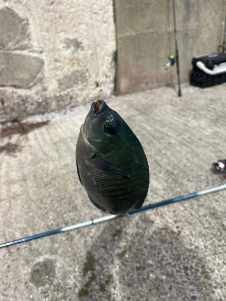 南紀白浜フカセ