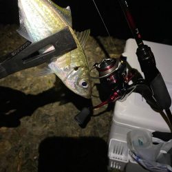 しっかりアジング