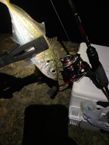 しっかりアジング