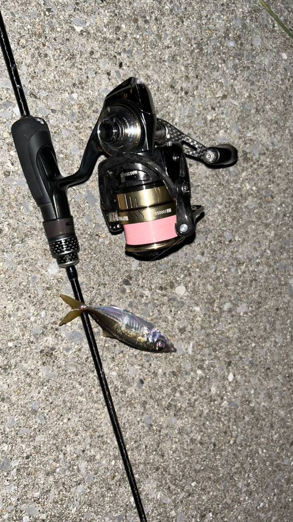 豆アジ今日はいい感じ