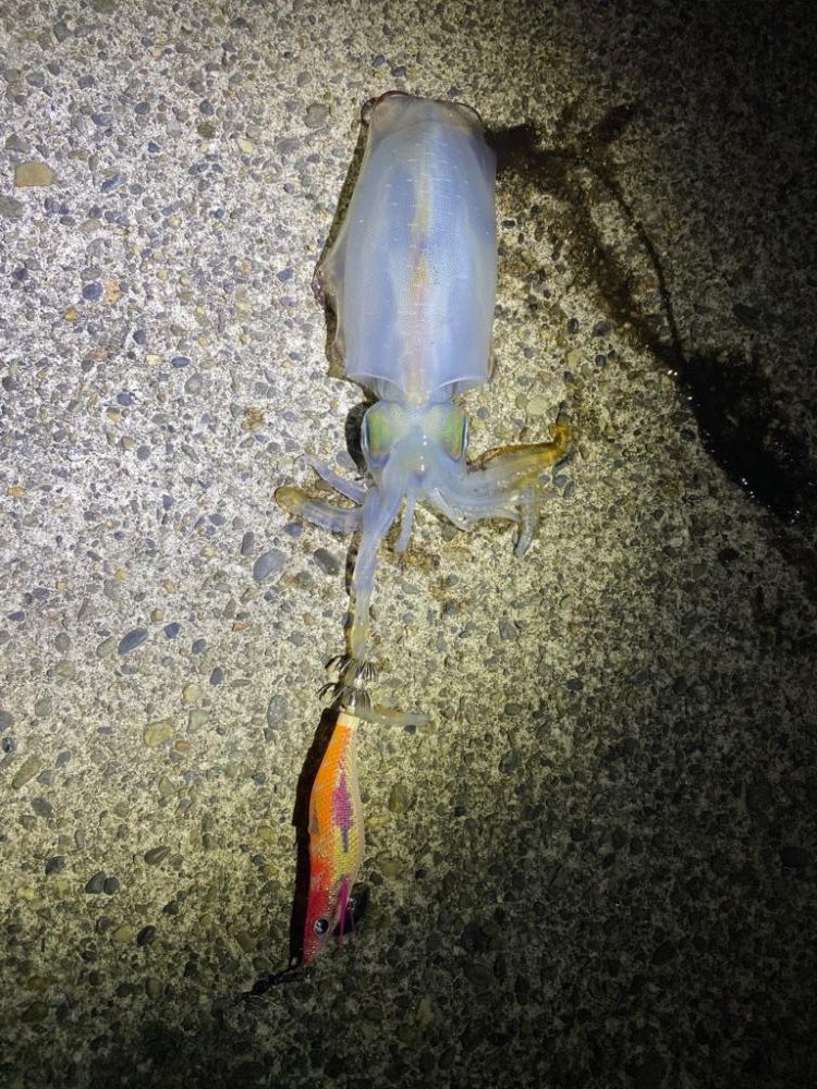 仕事帰りエギング