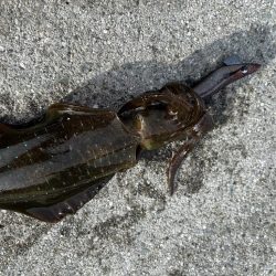 朝マズメイサキシルバー好調