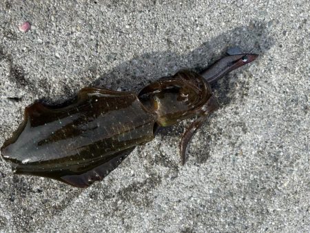 朝マズメイサキシルバー好調