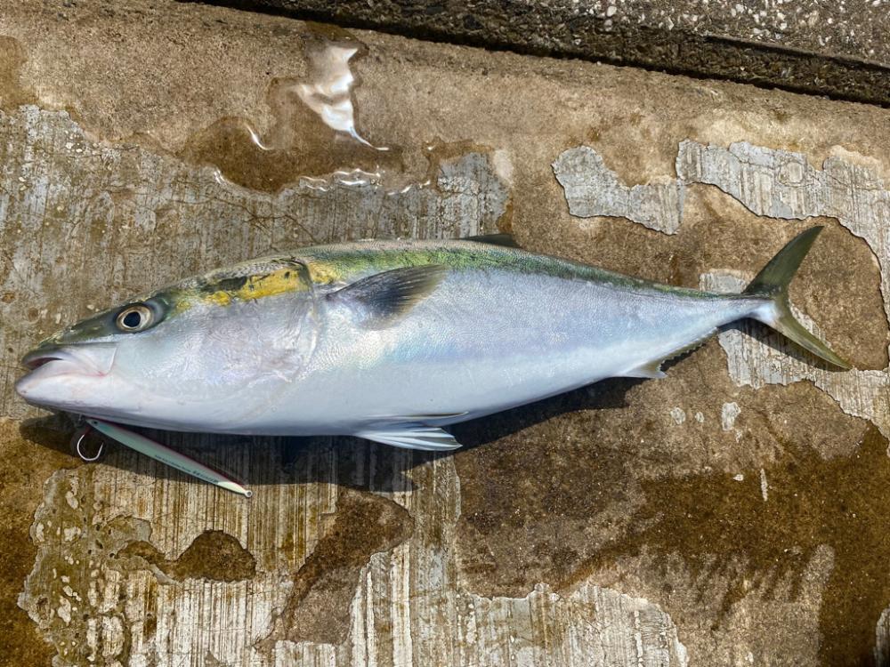 撃投ストライクでブリ