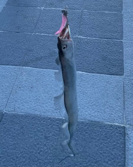 タチウオじゃない！？