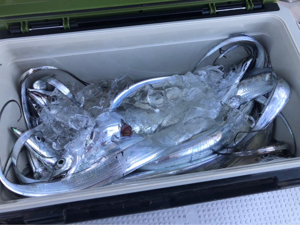 9/24 鳴門ジギング&ティップラン