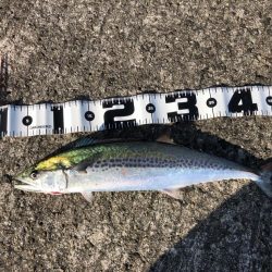 サゴシパラパラと