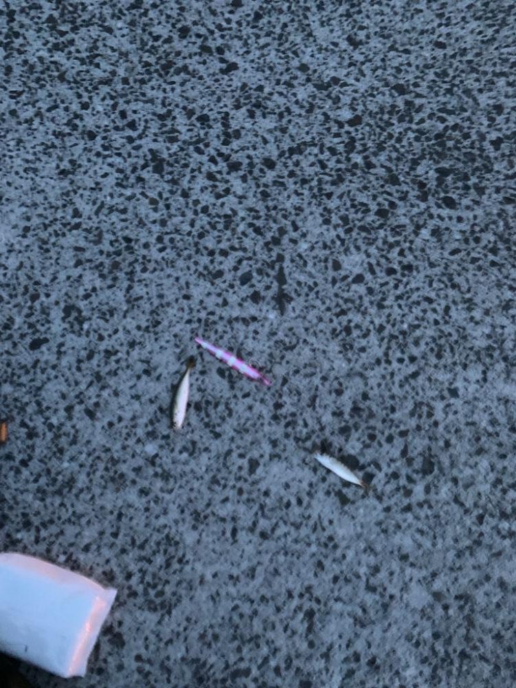 青物狙いだけど。。