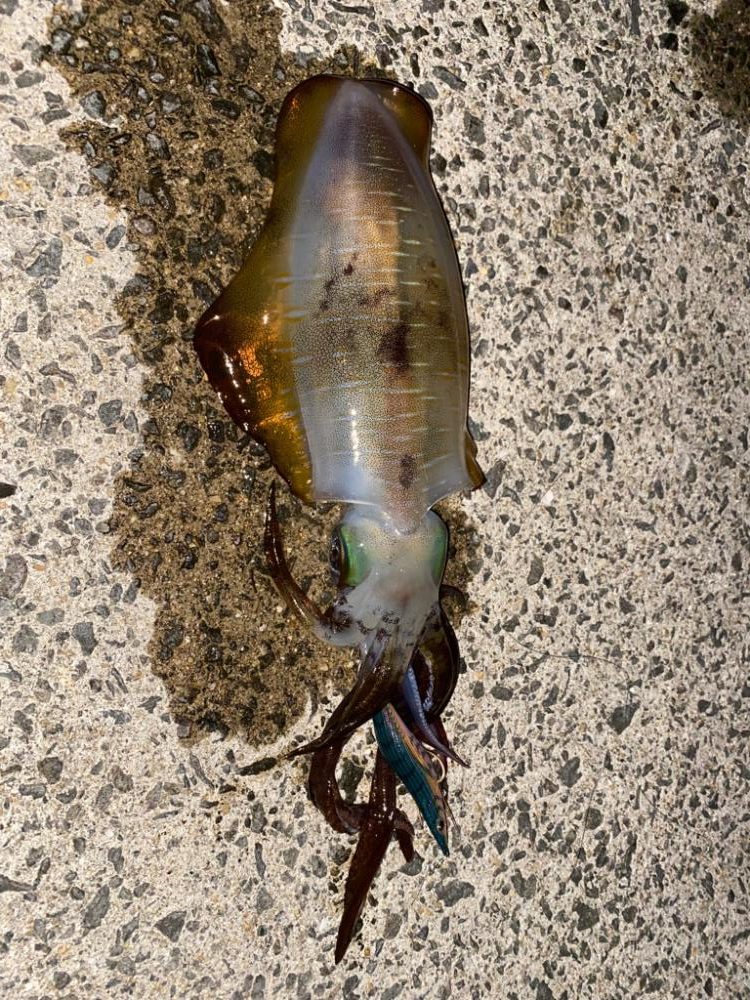 秋イカエギング