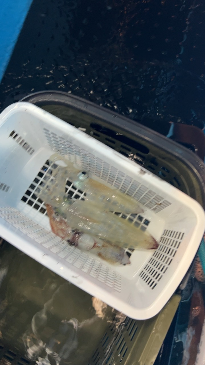 イカメタル終盤戦