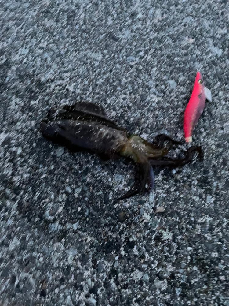 同行者と竹野エギング