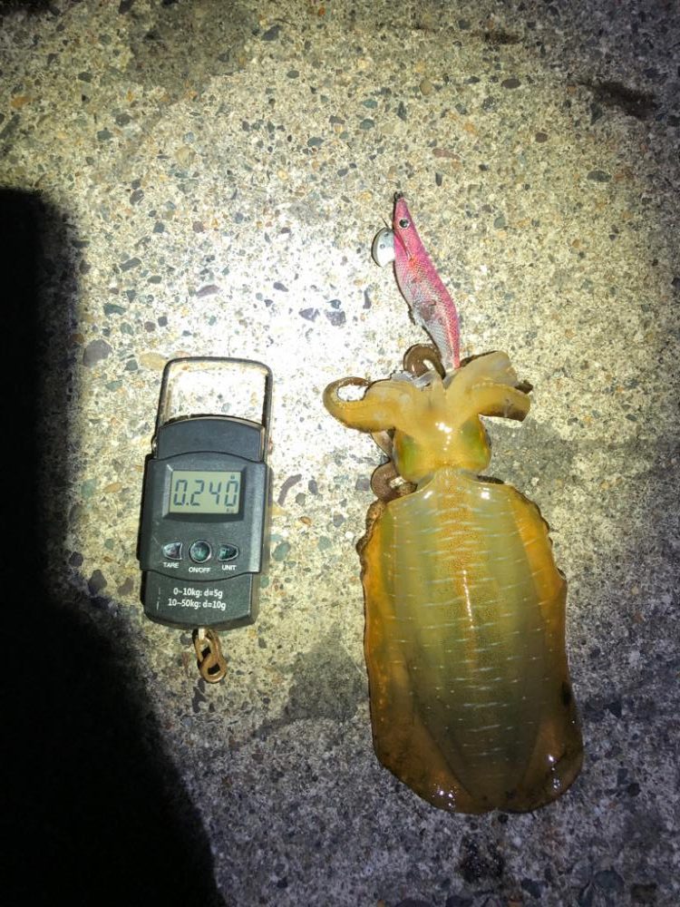 【舞鶴エリア】新子調査①