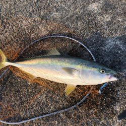 夢の入れ食い目指して