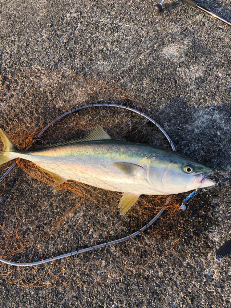 夢の入れ食い目指して